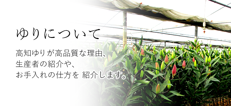 ゆり農園 高知 ゆり王国高知県から専業農家直送の 高品質のゆりをお届けします 高知ユリについてご説明します