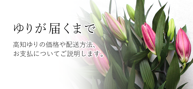 ゆり農園 高知 ゆり王国高知県から専業農家直送の 高品質のゆりをお届けします 高知ユリの価格と配送について