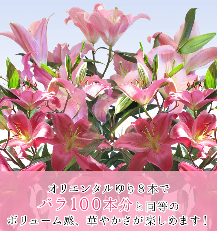 オリエンタルゆり8本でバラ100本分と同様のボリューム感、華やかさが楽しめます！